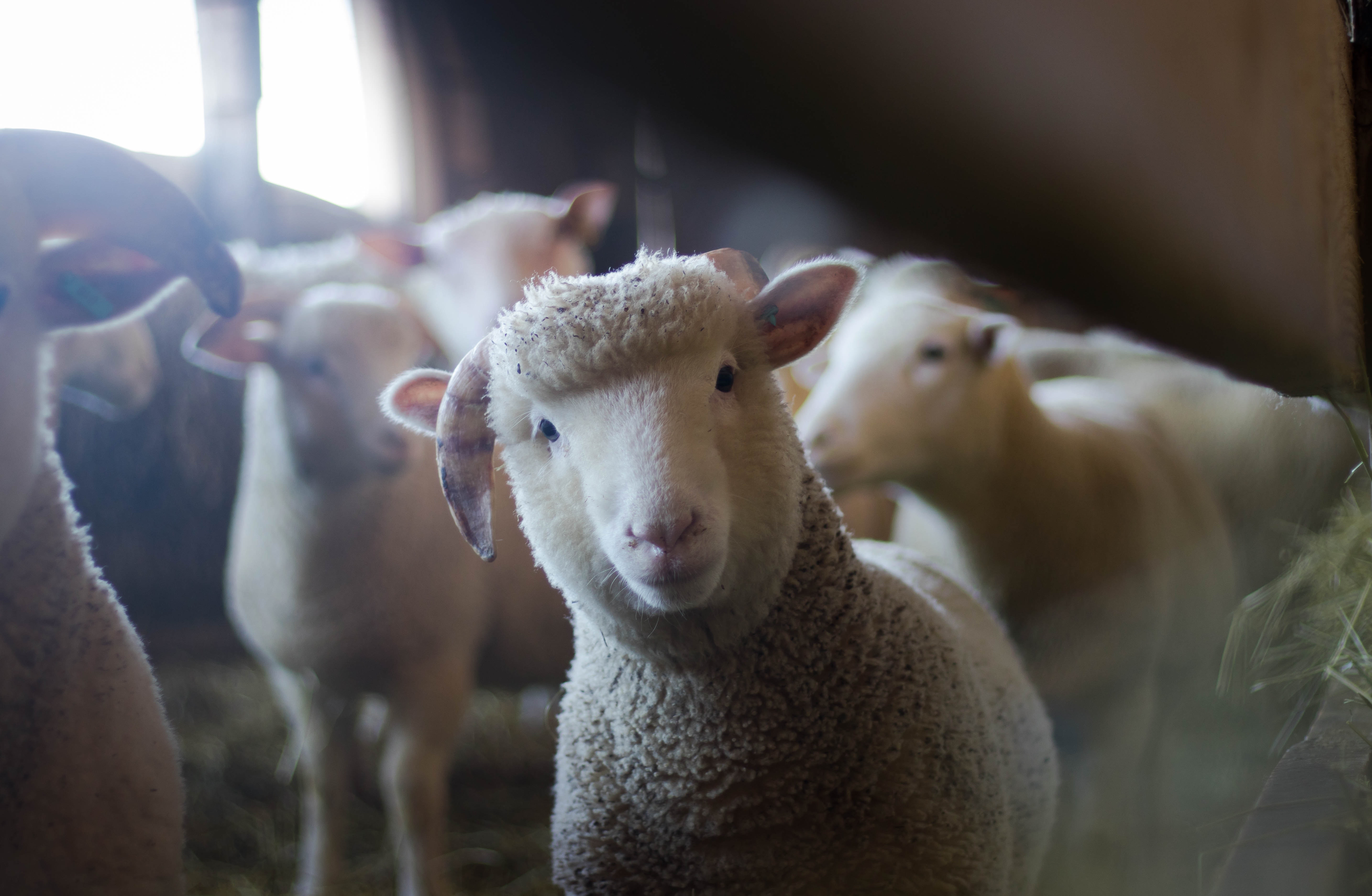 Das Bild zeigt eine Herde Schafe. Ein Schaf schaut in die Kamera.